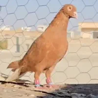 دس کفتری جفتی و نر چاشنی بازی کفتر خوب