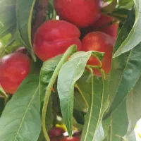 انواع نهال شلیل|خدمات باغبانی و درختکاری|شاهین‌شهر, فرودگاه هسا|دیوار