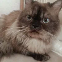 گربه ماده پرشین دارین برای جفت گیری