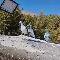 ماده سار  مسافتی|پرنده|مشهد, کارده|دیوار