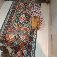 دو عدد بز غزاله بیست روزه|حیوانات مزرعه|چناران, |دیوار