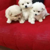 سه تا گل پسر|سگ|اسلام‌شهر, شهرک واوان|دیوار