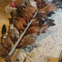 جوجه مرغ 8ماه بومی تعداد بالا