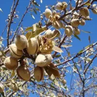 فروش فوری باغ بادام و انگور در شهر زیبای افوس|فروش زمین و ملک کلنگی|بوئین و میاندشت, |دیوار