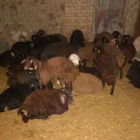 بره نر و ماده ۱۳ تا