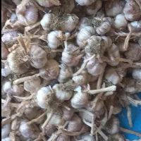 سیر