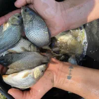 فروش بچه ماهی کپور