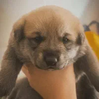 توله بامزه دوماه