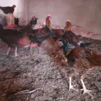 خروس مجلی جوان|حیوانات مزرعه|فسا, |دیوار