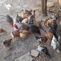 مرغ تخم گذار|حیوانات مزرعه|شوشتر, |دیوار