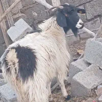 بز .گیسه|حیوانات مزرعه|جیرفت, |دیوار