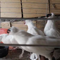 کبوتر زینتی|پرنده|فلاورجان, |دیوار