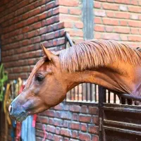 باشگاه سوار کاری اصطبل|اسب و تجهیزات اسب‌سواری|بهار, |دیوار