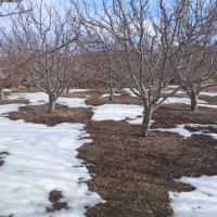 خریدانواع چوپ خریداریم|خدمات باغبانی و درختکاری|مشگین شهر, |دیوار