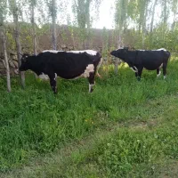 گاو با گوساله