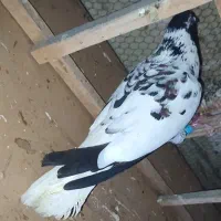 ابلغ سیاه افغانی دم سفید گل سرخ