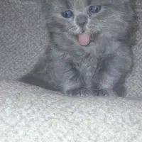 بچه گربه نژاددار