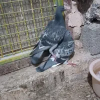 مسافتی|حراج|محمدبار, |دیوار