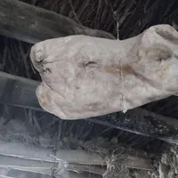 مشک خشک شده و رنگ شده