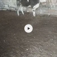 گاو شیری شکم اول