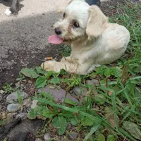 دو عدد سگ پا کوتاه نر و ماده