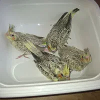 عروس هلندی ، جوجه سرلاکی مرواریدی زعفرانی