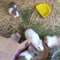 خرگوش|موش و خرگوش|آستارا, |دیوار