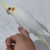 عروس هلندی سه عدد|پرنده|صحنه, |دیوار