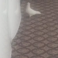 کبوترفروشی