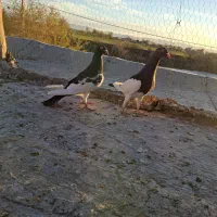 کفتریهودی نرماده