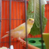 قناری قورولتی واتر