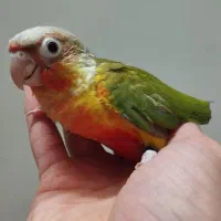 جوجه سرلاکی گرین چیک گرینچیک طوطی  عروس کوتوله