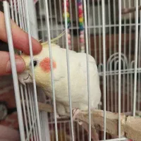 عروس هلندی لوتینو|پرنده|شهریار, شهرک وائین|دیوار