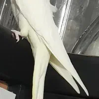 عروس هلندی نر