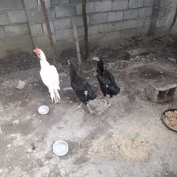 فروش یک خروس لاری ودوتا مرغ