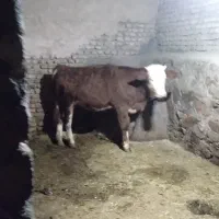 گوساله ماده