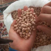 نخود|حراج|الیگودرز, |دیوار