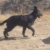 فر.وش توله ژرمن بلک نر|سگ|مشهد, آزادشهر|دیوار