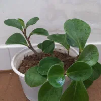گل قاشقی