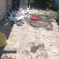 کبوتر