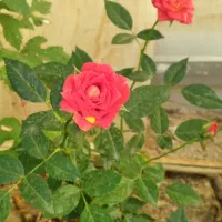 رهن یا اجاره خونه ویلایی 200متری در بلوطک شیخان