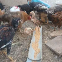 جوجه لاری و بوقلمون و جوجه مرغی|حیوانات مزرعه|الوند, |دیوار