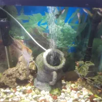 آکواریوم شرکتی با ماهی و لوازم|ماهی|گلبهار, شهر جدید گلبهار|دیوار