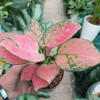 گیاهان آپارتمانی|گل و گیاه طبیعی|فردیس, شهرک ناز|دیوار