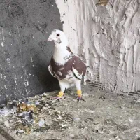 کفتر پلنگ و شامی کرمونی