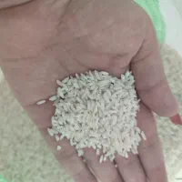 برنج هاشمی و چای اصل و زیتون گیلانی|خوردنی و آشامیدنی|نسیمشهر, |دیوار