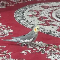 عروس هلندی نر|پرنده|اقبالیه, |دیوار