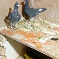 سینه سفید|پرنده|تربت‌حیدریه, حیدرآباد|دیوار