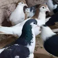 ۳۰تا ساده و چپ پرشی|پرنده|مشهد, امام رضا (ع)|دیوار