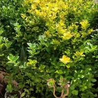 گل شمشاد بسیار زیبا